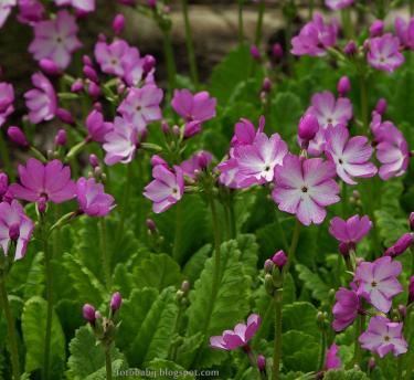 The Japanese Woodland Primrose with purple and white flowers